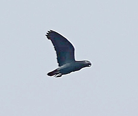 Gray Parrot (Principe) - ML630492273