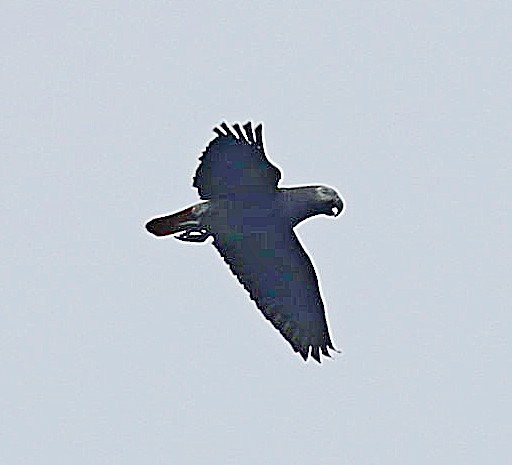 Gray Parrot (Principe) - ML630492274