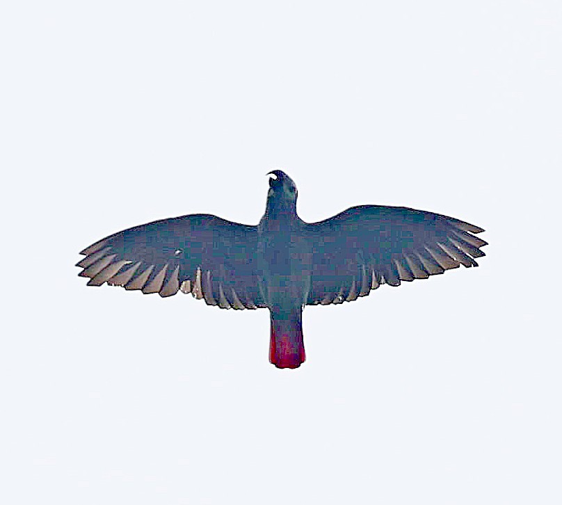 Gray Parrot (Principe) - ML630492277