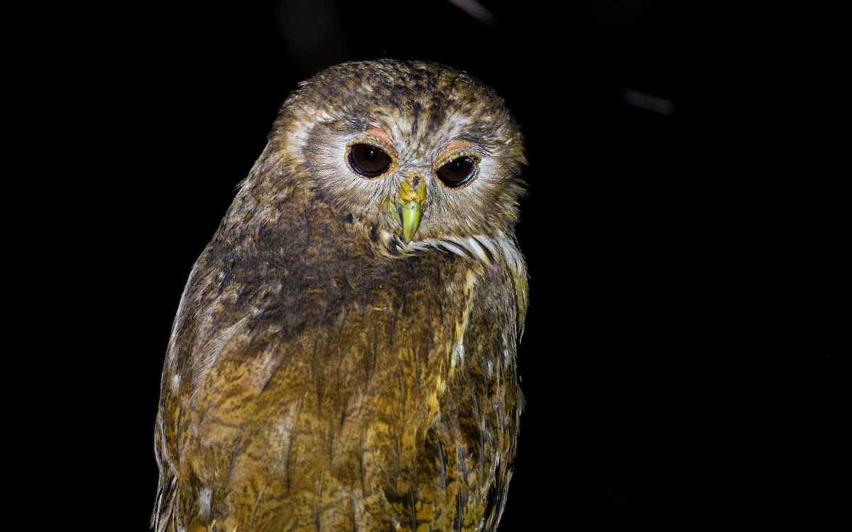 Vermiculated Fishing-Owl - ML630492457