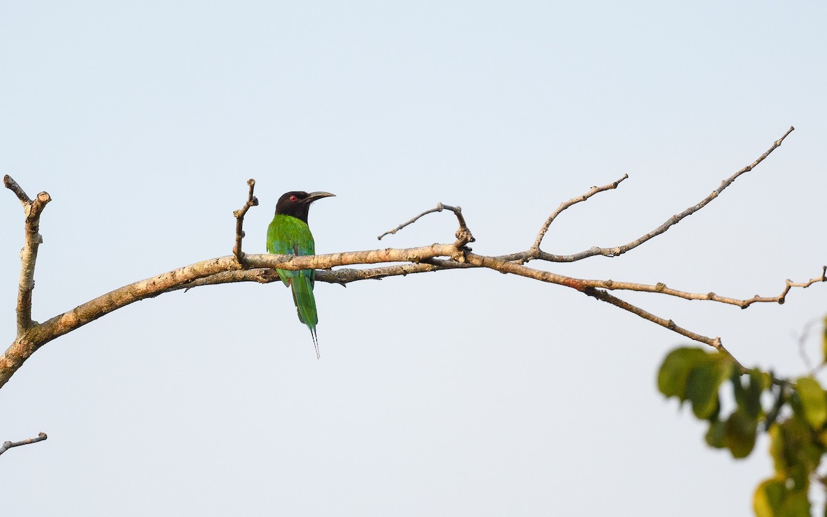 Black-headed Bee-eater - ML630492483