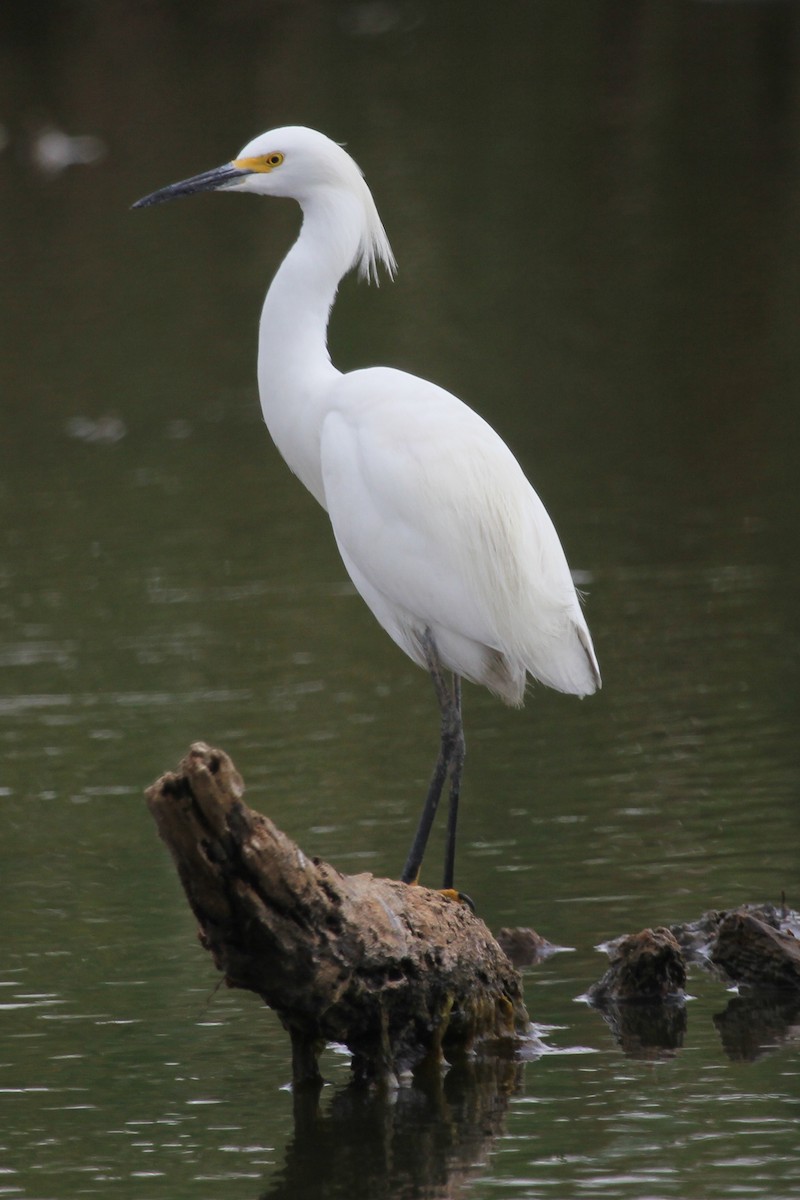 Snowy Egret - ML630492528