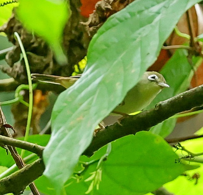 Principe White-eye - ML630492601
