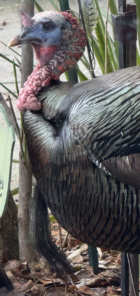 Wild Turkey - ML630492776