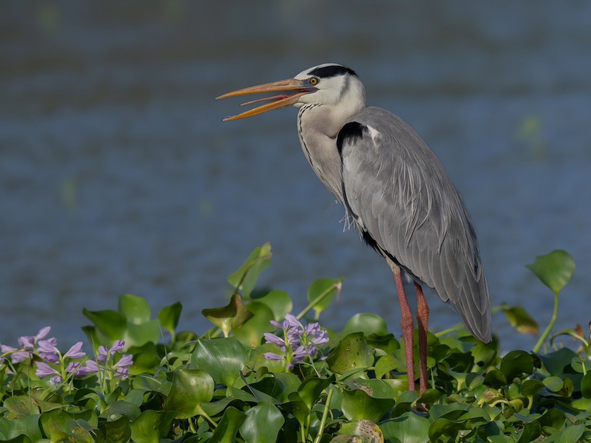 Gray Heron - ML630492865
