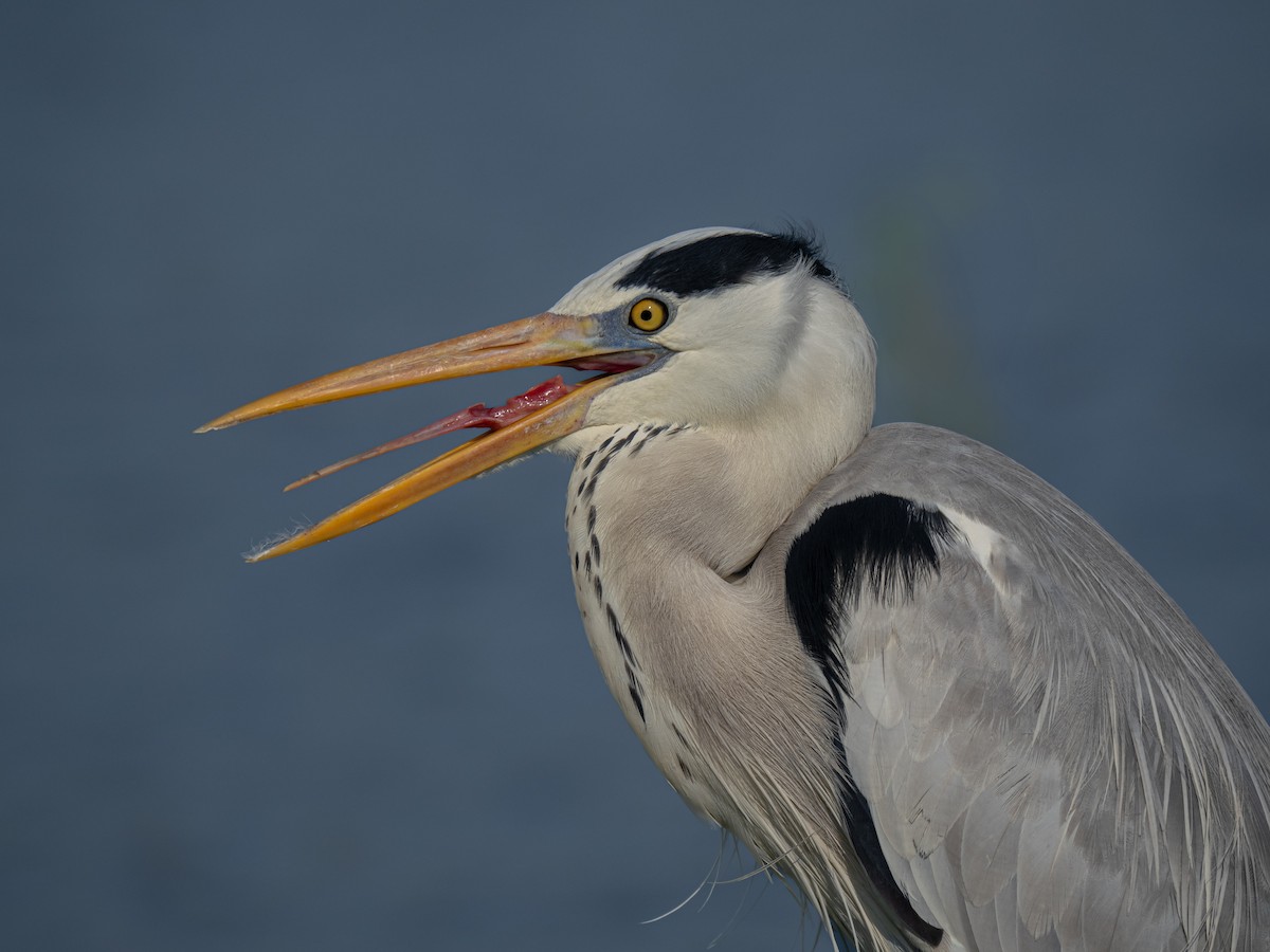 Gray Heron - ML630492866