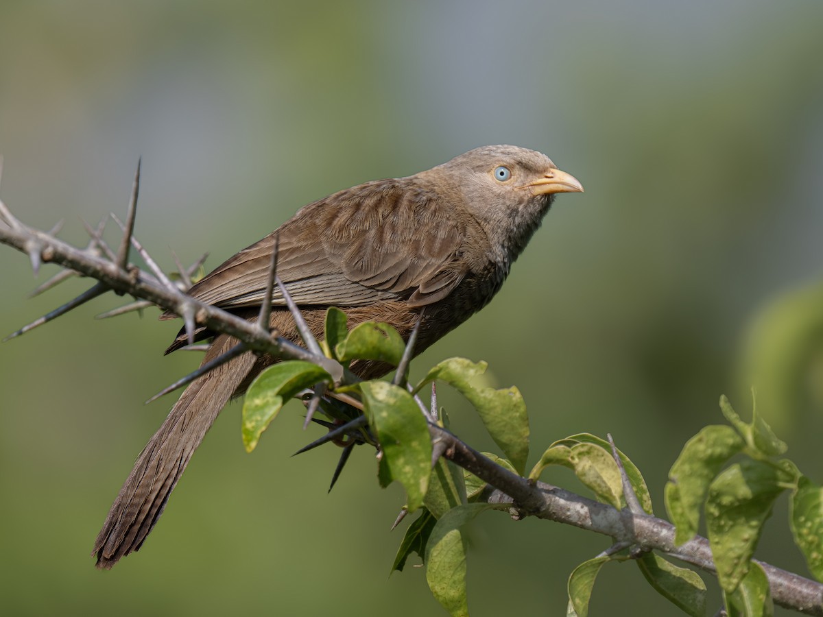 Yellow-billed Babbler - ML630492940