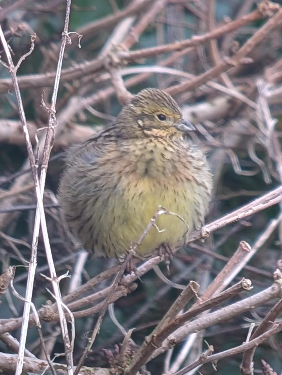 Cirl Bunting - ML630492948