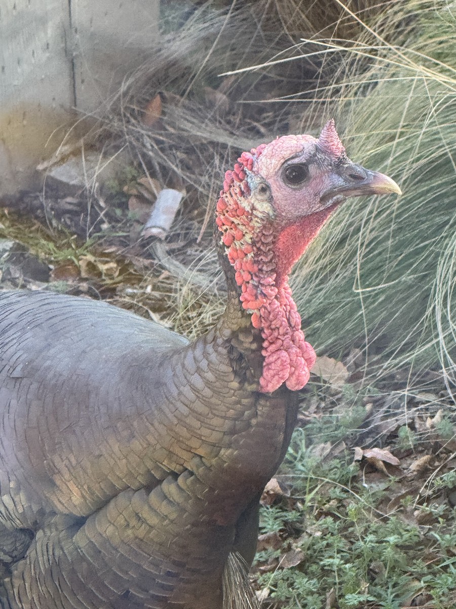 Wild Turkey - ML630493047