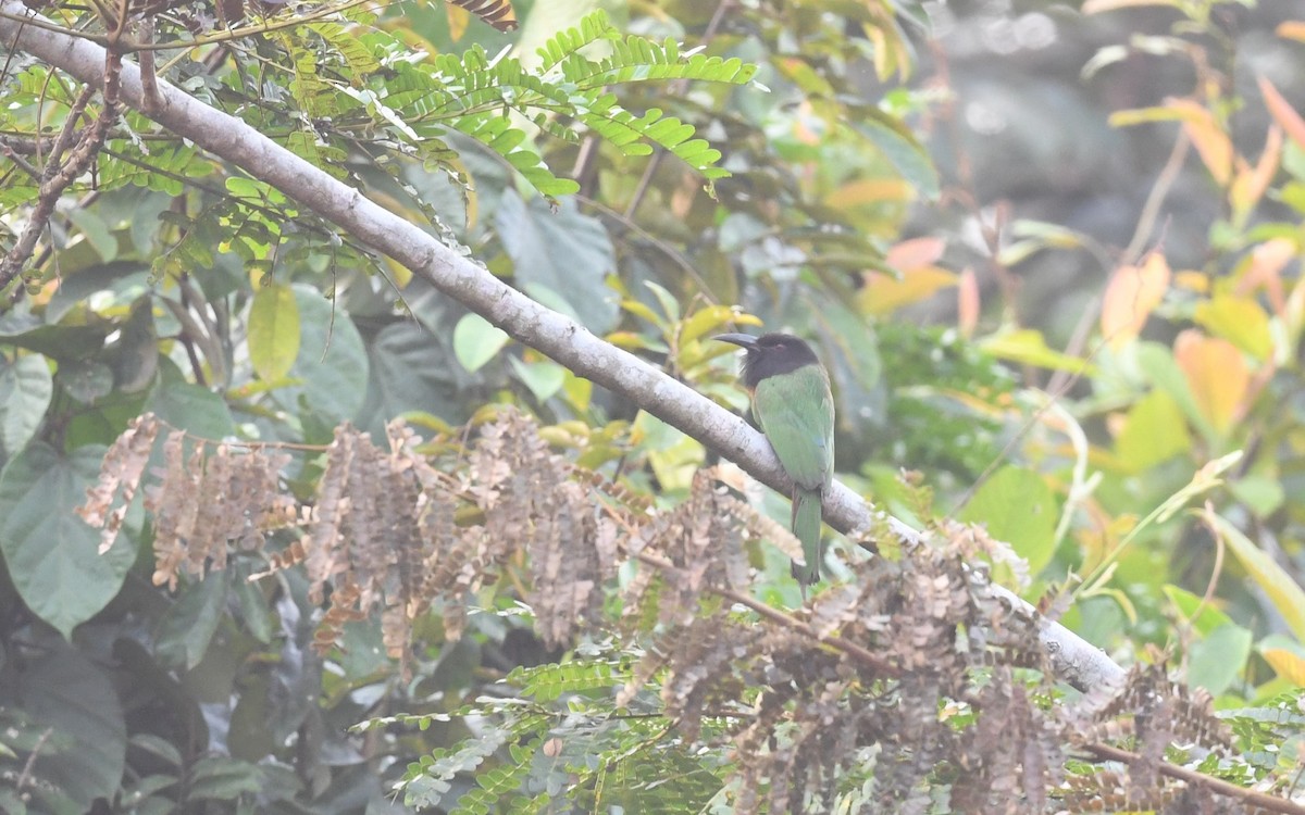 Black-headed Bee-eater - ML630493164