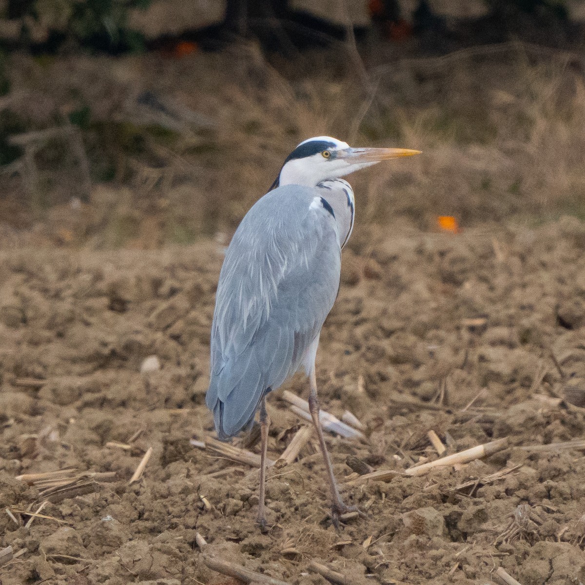 アオサギ - ML630493194
