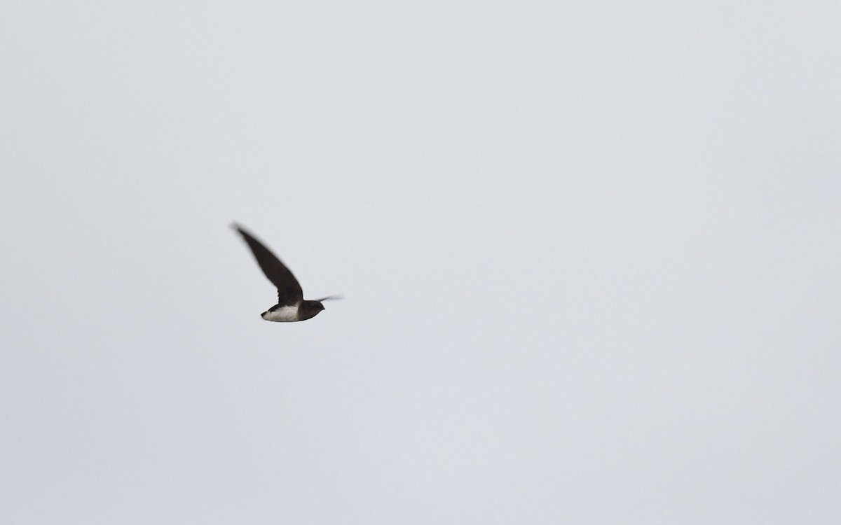 Cassin's Spinetail - ML630493242