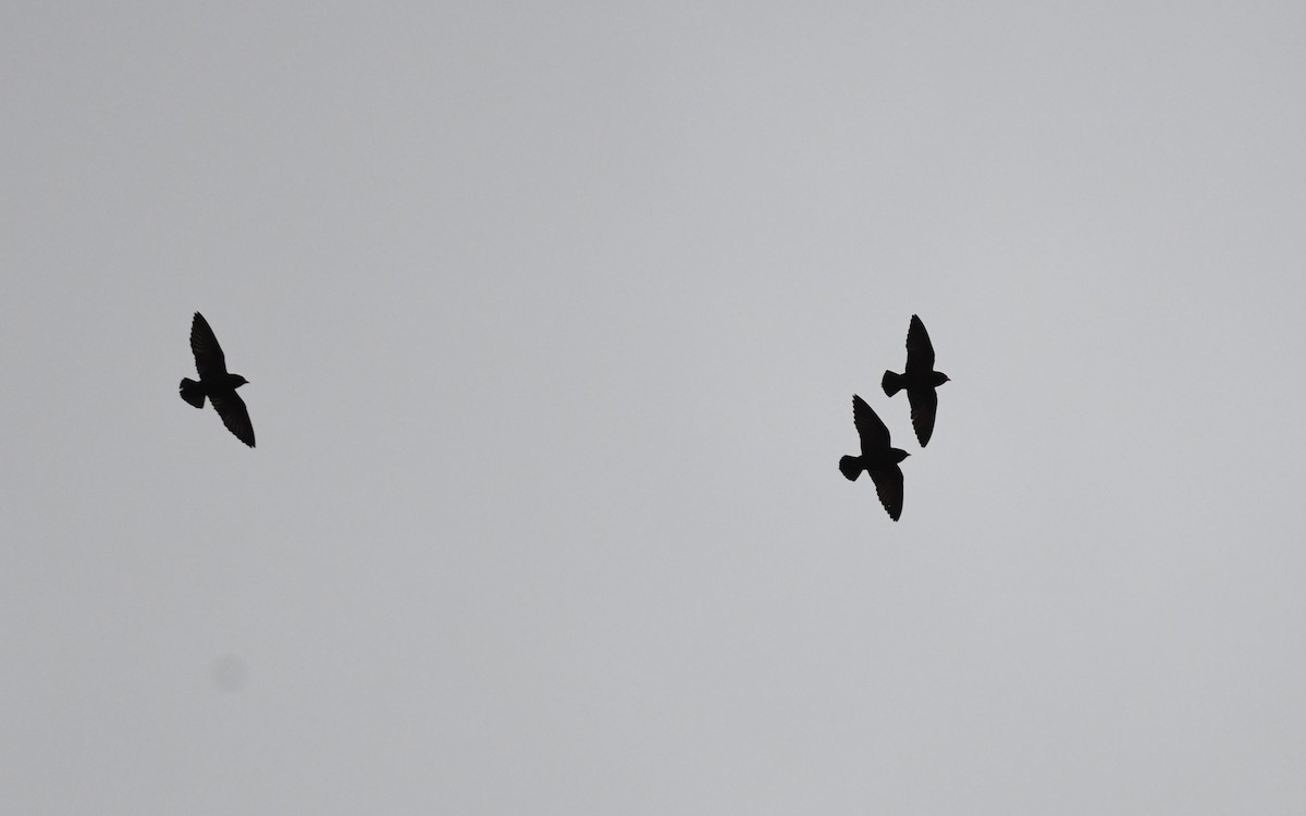 African River Martin - ML630493312