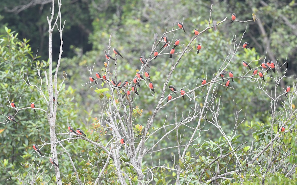 Rosy Bee-eater - ML630493378