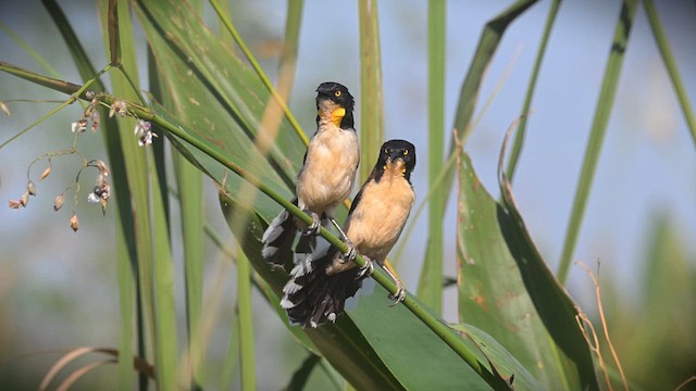 Black-capped Donacobius - ML630493530