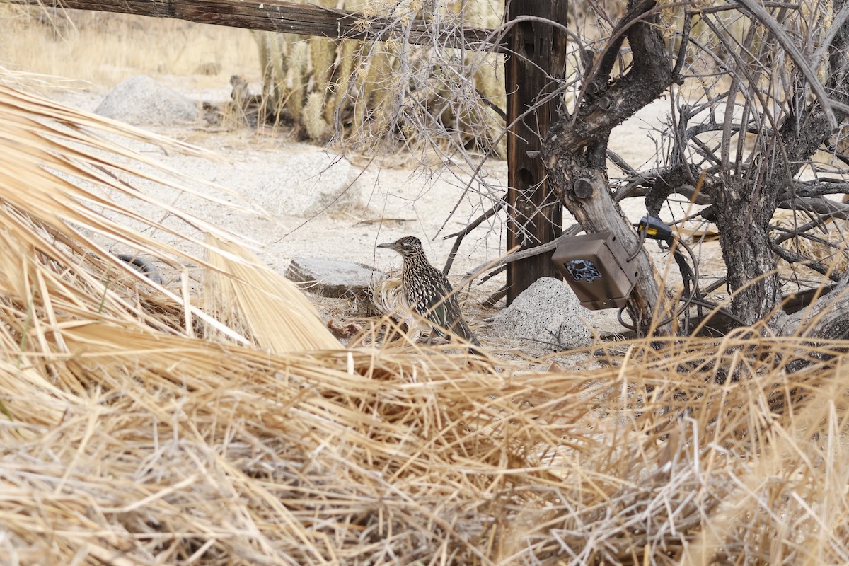 Greater Roadrunner - ML630493795