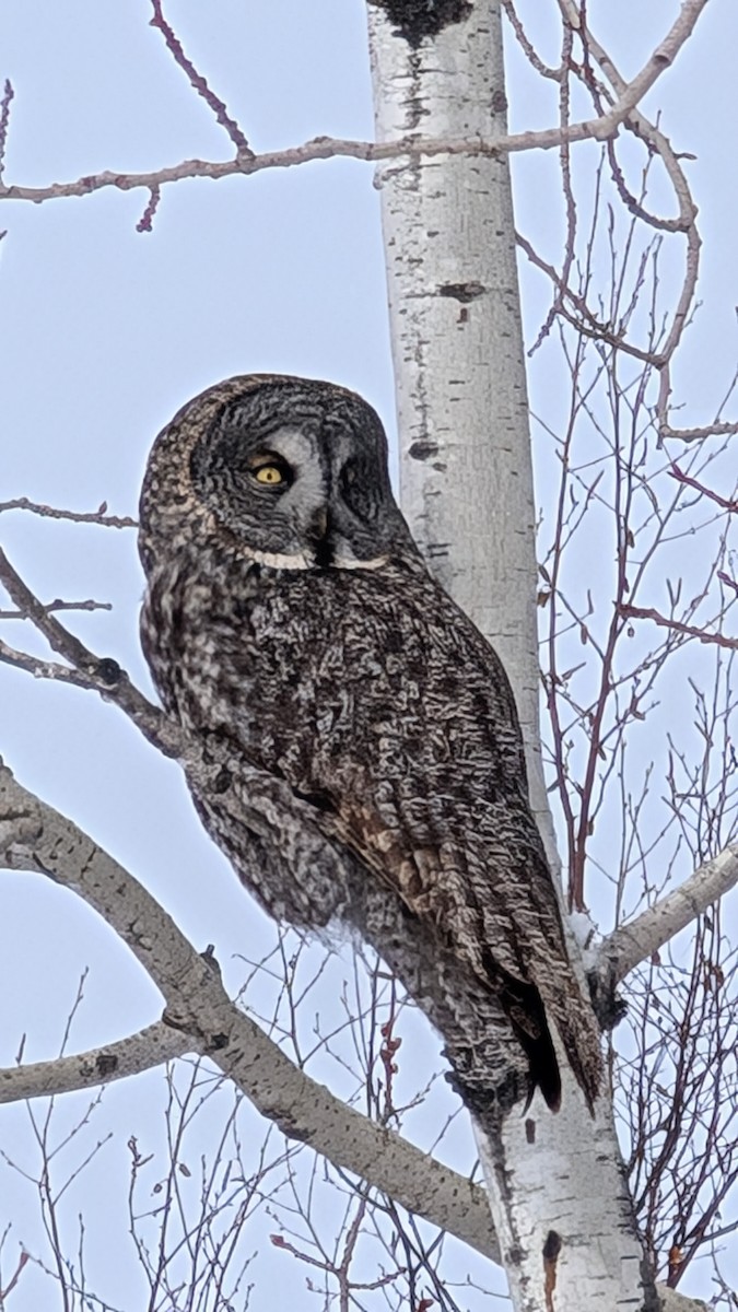Great Gray Owl - ML630493813