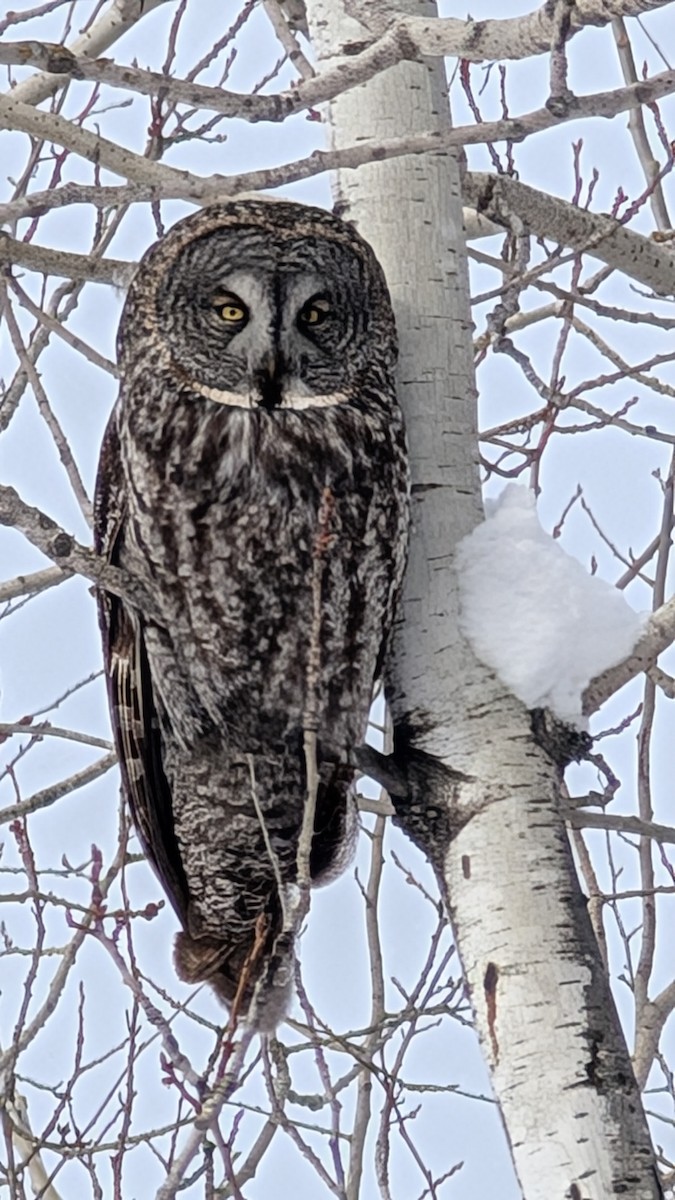 Great Gray Owl - ML630493818