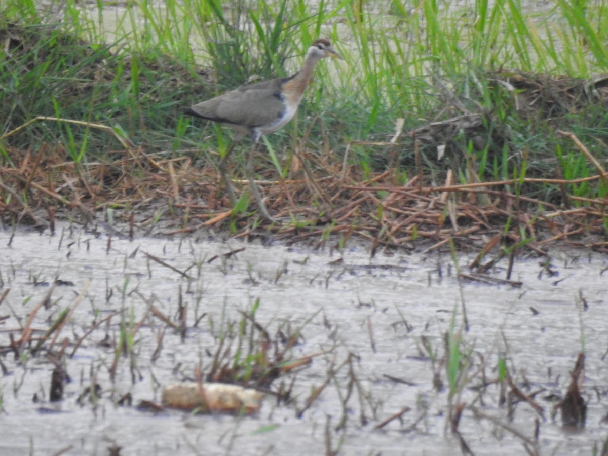 Bronze-winged Jacana - ML630493849