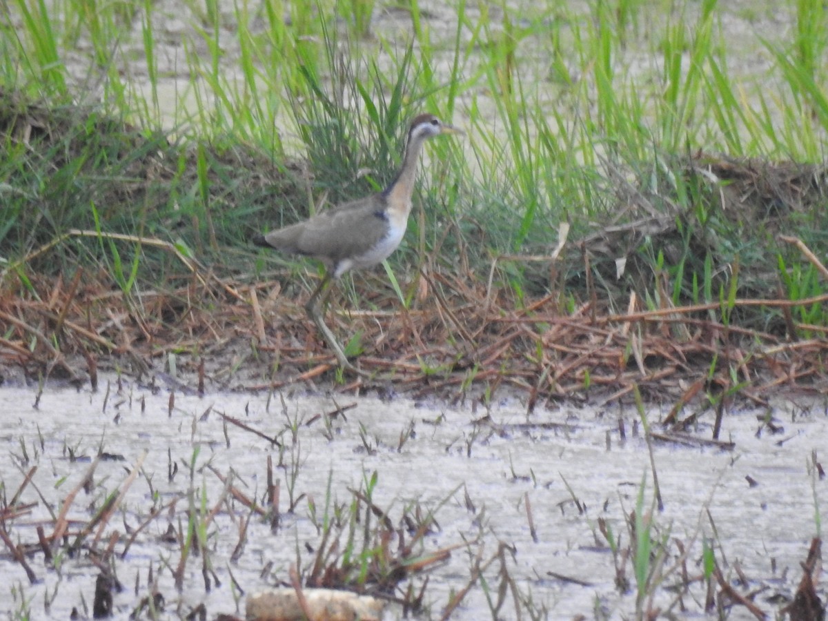 Bronze-winged Jacana - ML630493850