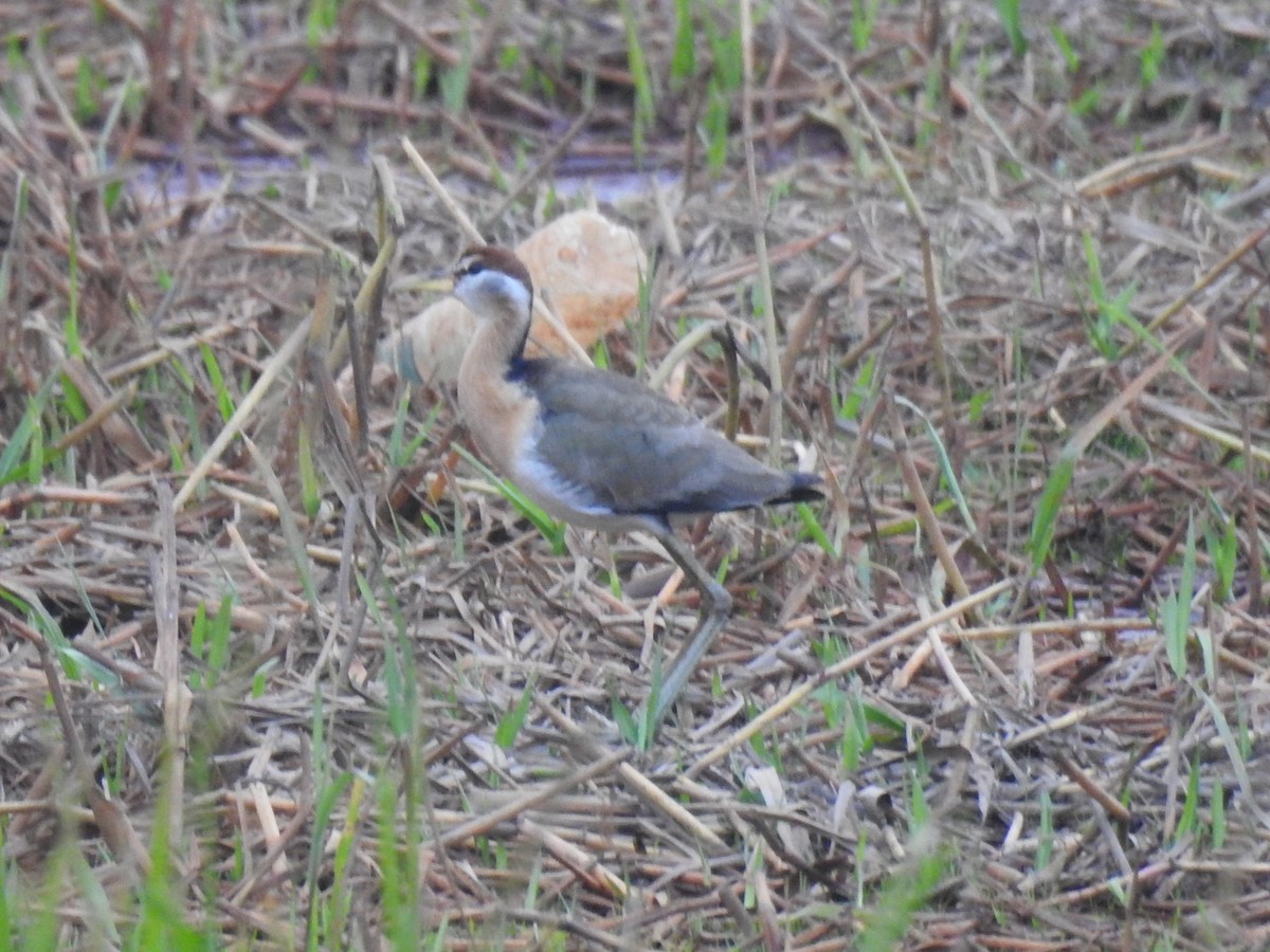 Bronze-winged Jacana - ML630493852