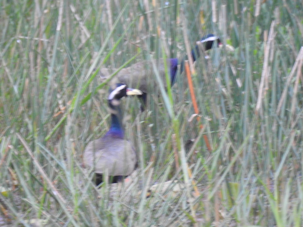 Bronze-winged Jacana - ML630493853