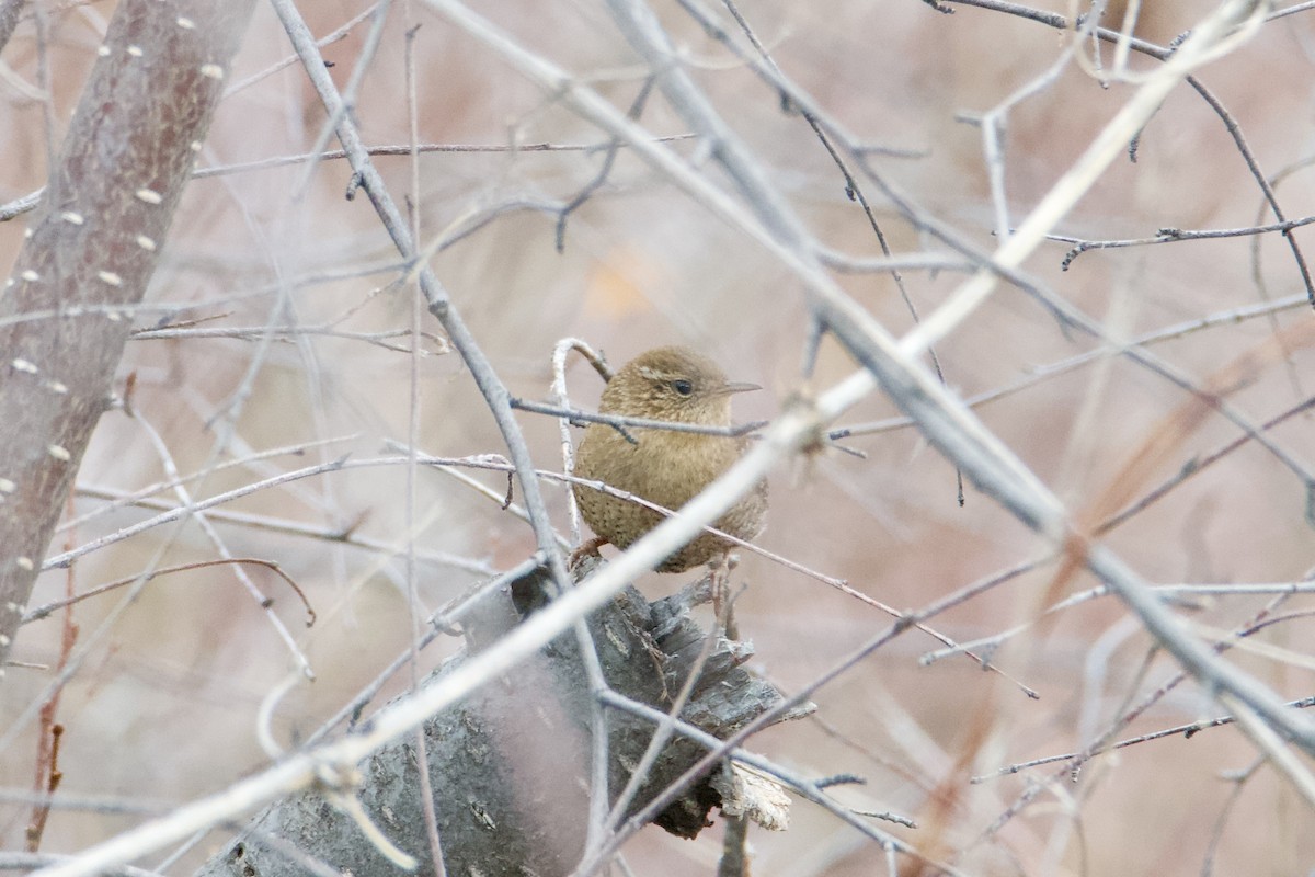 Winter Wren - ML630493988