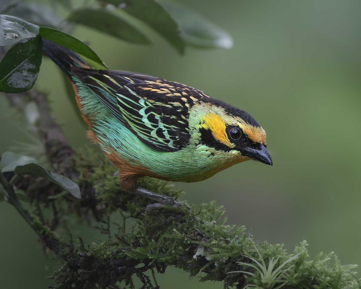 Golden-eared Tanager - ML630494011