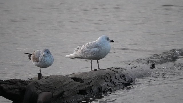grønlandsmåke (kumlieni) - ML630494204