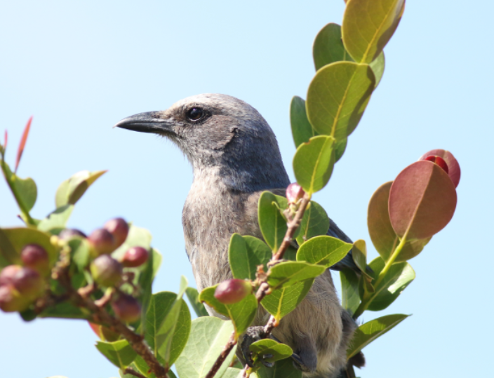 Florida Scrub-Jay - ML630494244