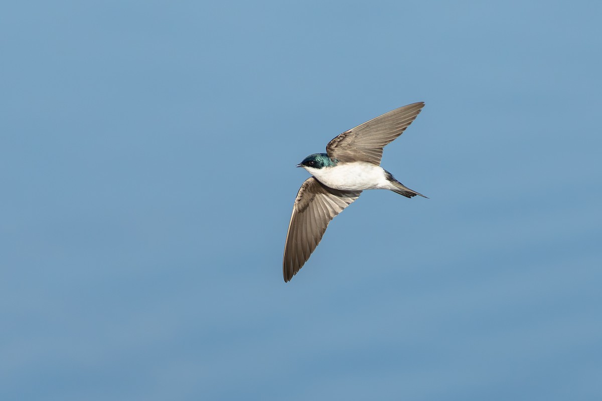 Tree Swallow - ML630494292