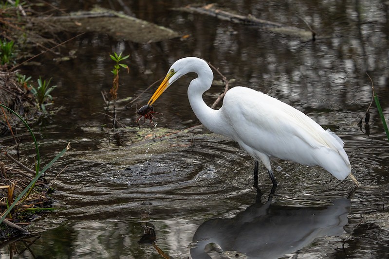 Great Egret - ML630494317