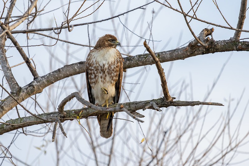 Red-tailed Hawk - ML630494348