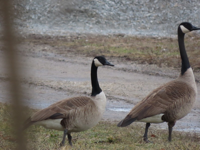 Canada Goose - ML630494388