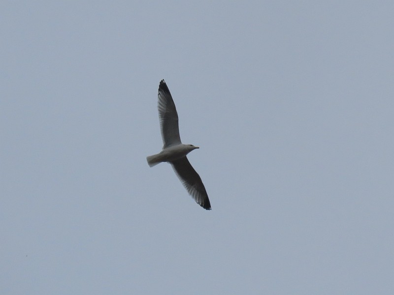 Ring-billed Gull - ML630494398