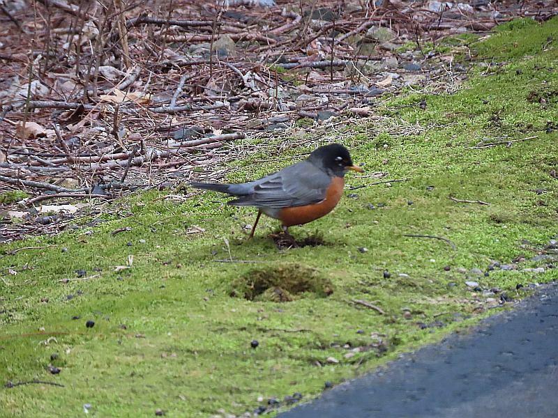 American Robin - ML630494413