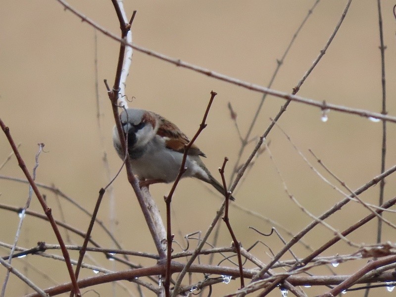 House Sparrow - ML630494419