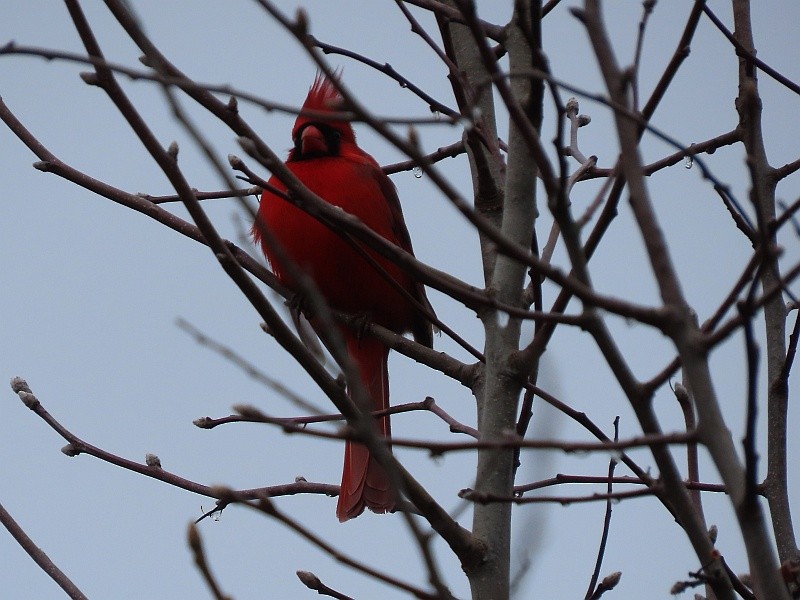 Northern Cardinal - ML630494422