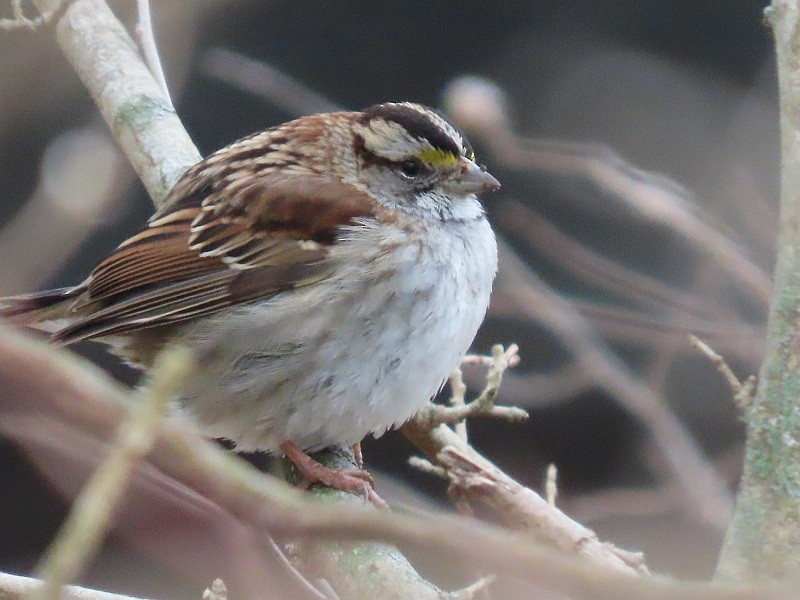 White-throated Sparrow - ML630494431