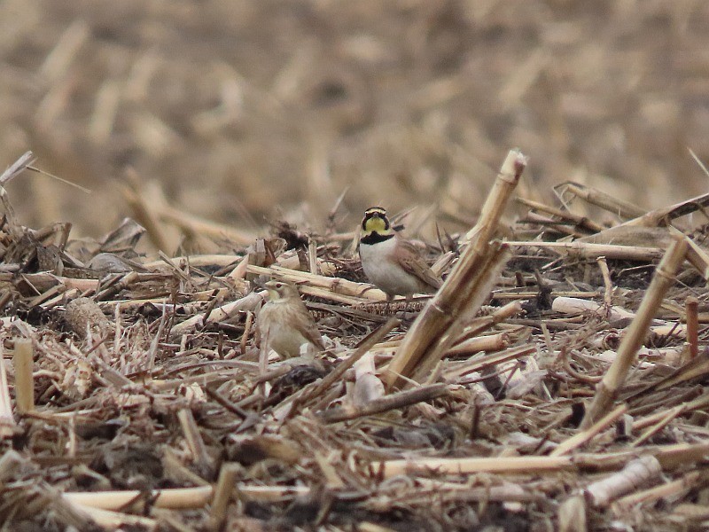 Horned Lark - ML630494434