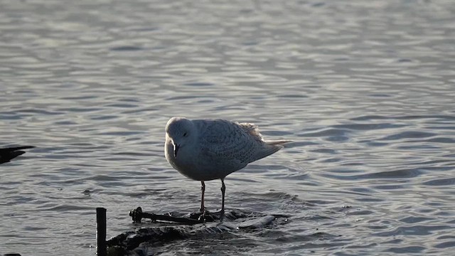 grønlandsmåke (kumlieni) - ML630494458
