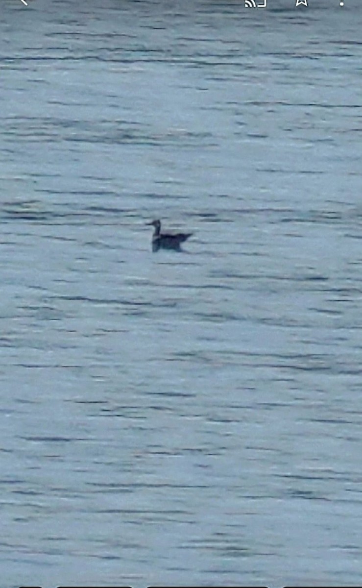 Yelkouan Shearwater - ML630494546