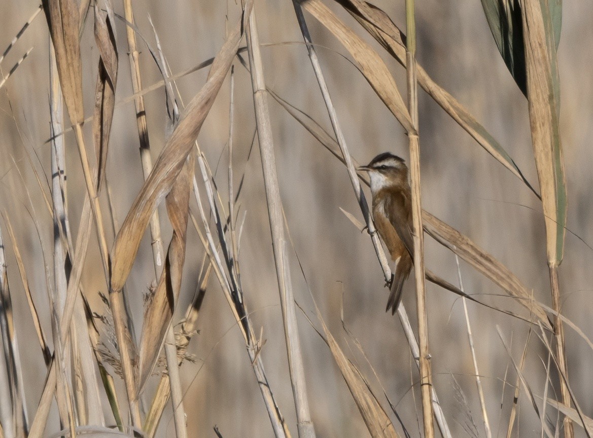 Moustached Warbler - ML630494838