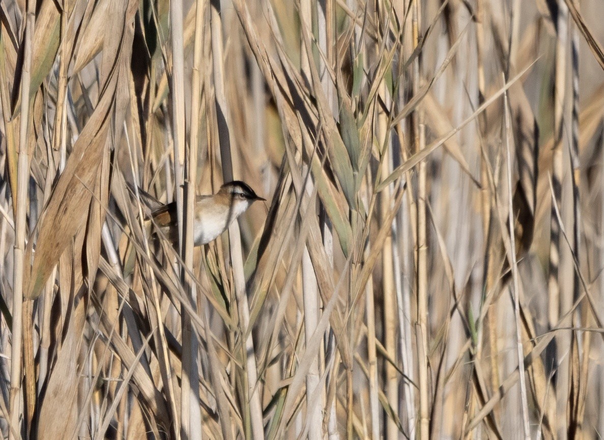 Moustached Warbler - ML630494839