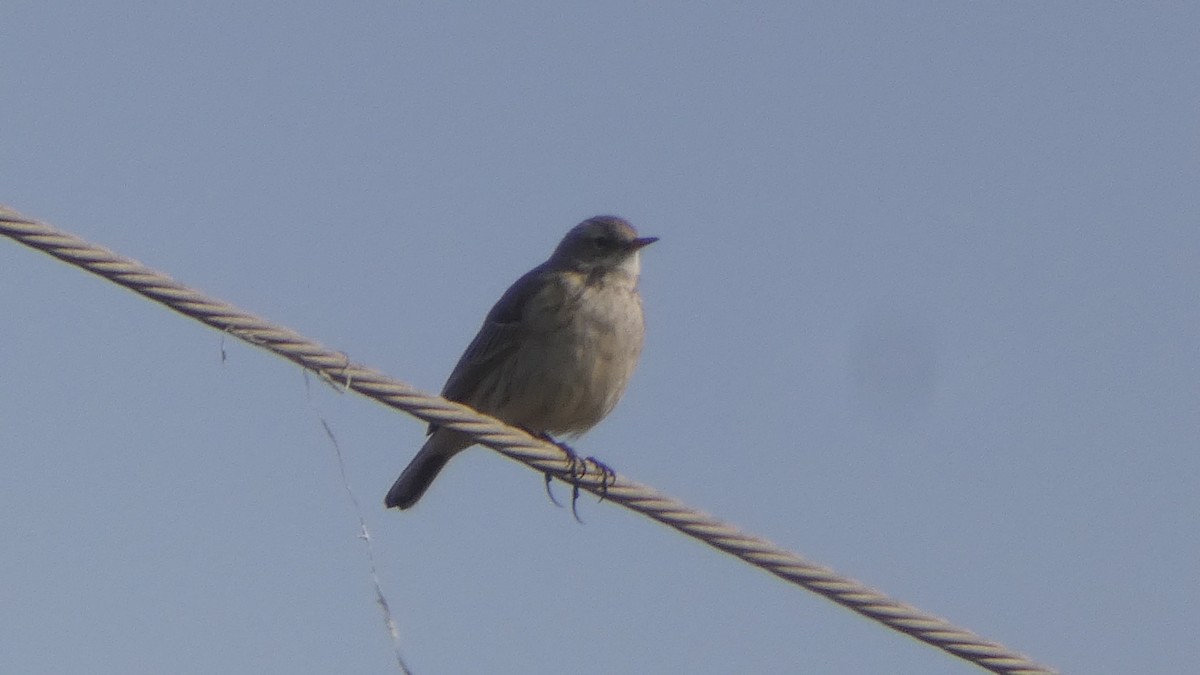 Water Pipit - ML630494850