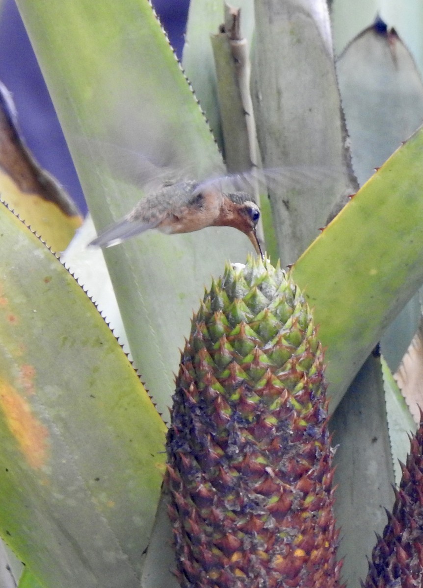Hook-billed Hermit - ML630494938