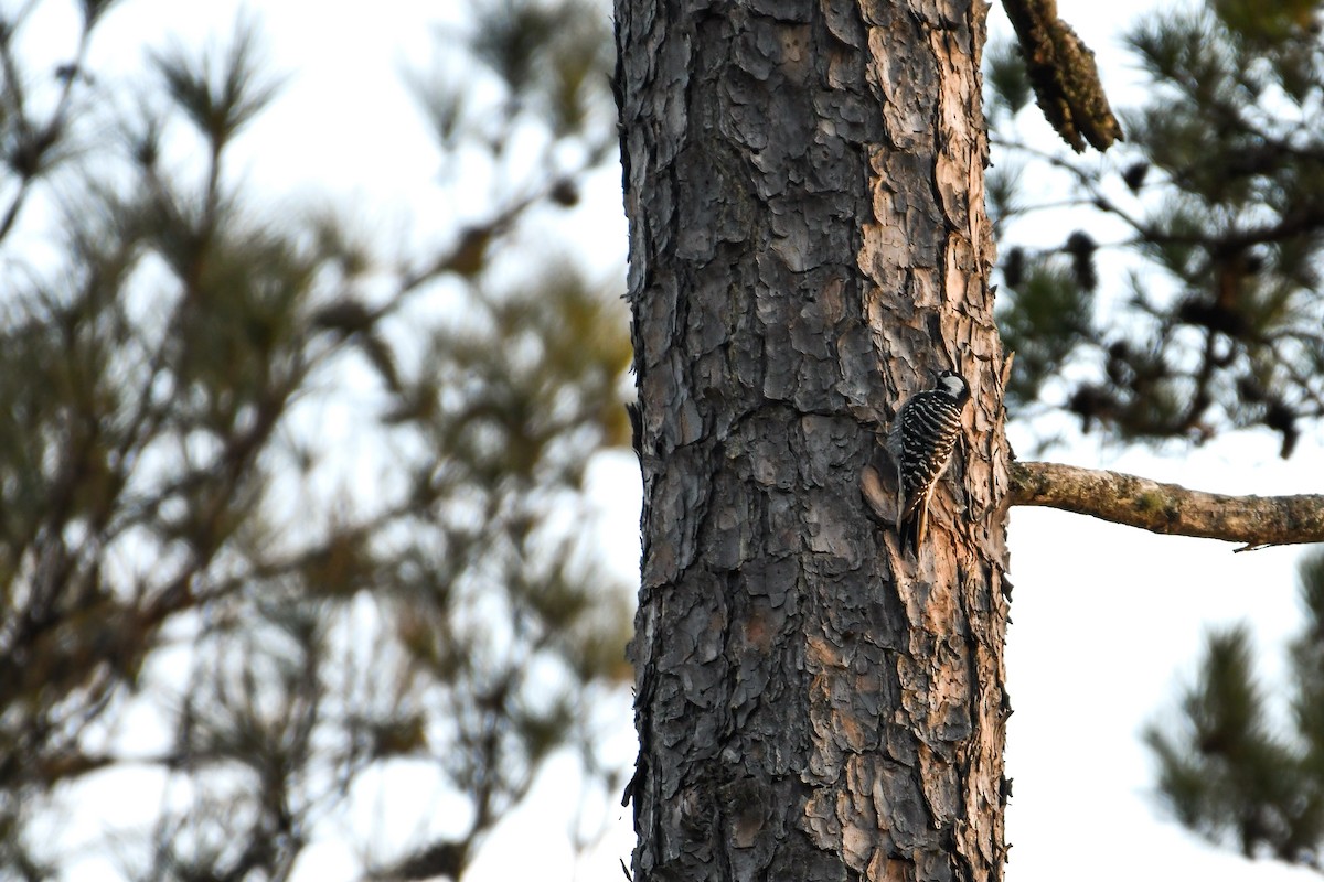 Red-cockaded Woodpecker - ML630495220