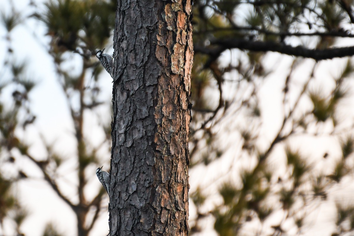 Red-cockaded Woodpecker - ML630495221