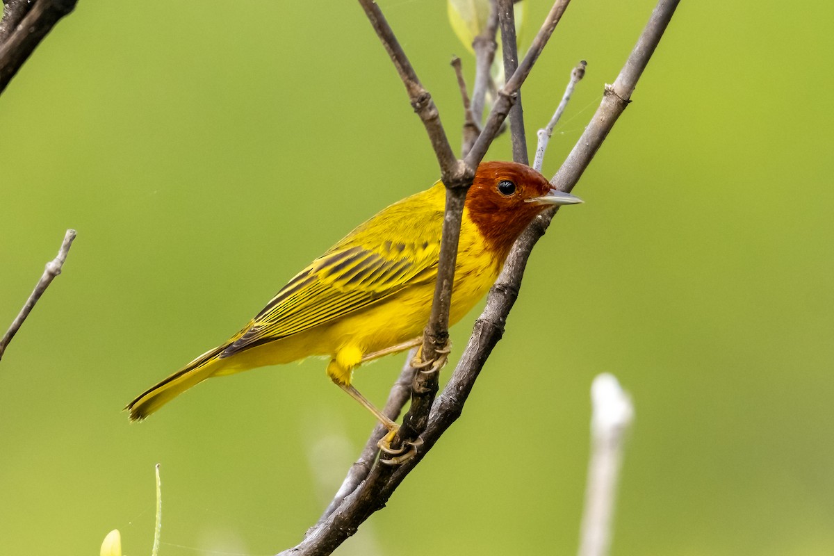 Yellow Warbler (Mangrove) - ML630495339