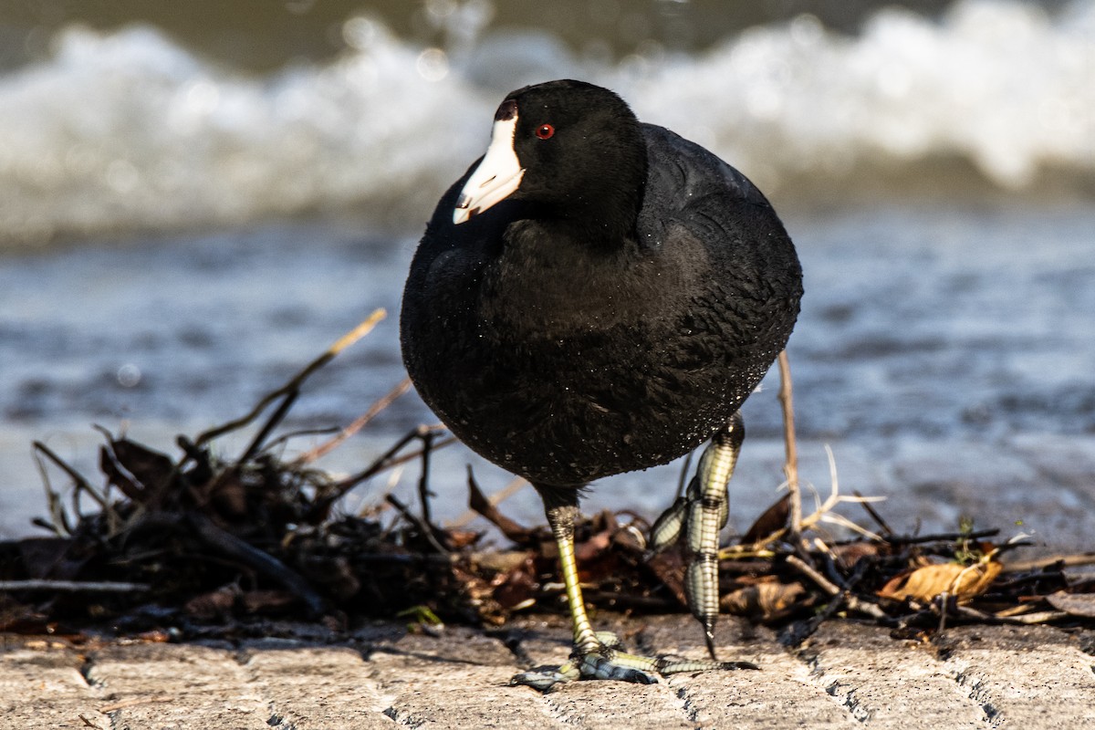 American Coot - ML630495354